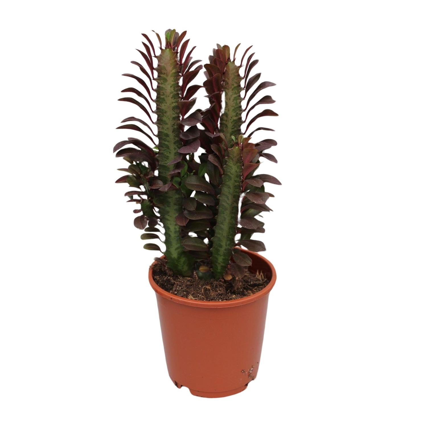 Euphorbia trigona ‘Rubra’ – Ø12cm ↕40cm | Makkelijk onderhoud