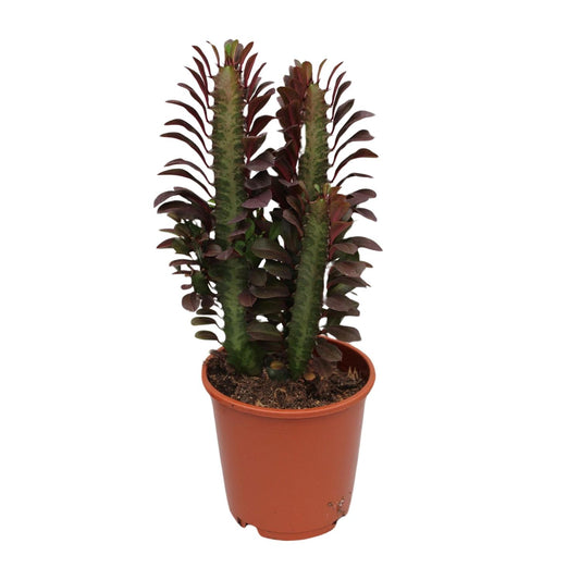 Euphorbia trigona 'Rubra' – Ø12cm ↕40cm | Easy care