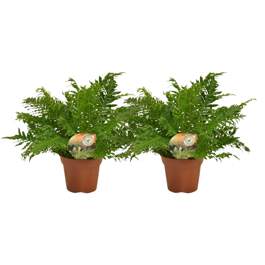 Blechnum 'Silver Lady' – 2 pcs – Ø17cm ↕50cm | Average maintenance