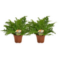 Blechnum 'Silver Lady' – 2 pcs – Ø17cm ↕50cm | Average maintenance
