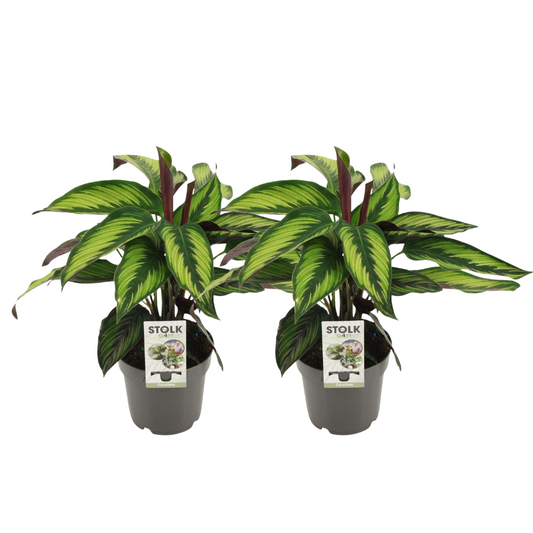 Calathea majestica 'Princeps' – 2 pcs – Ø14cm ↕45cm | Average maintenance