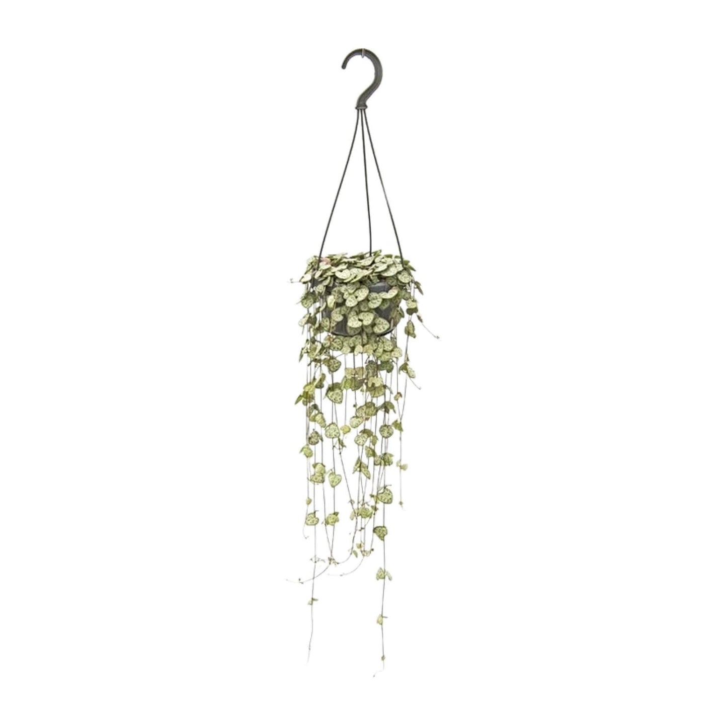Ceropegia Woodii – String of Hearts Hanging Plant Ø14 cm ↕50 cm