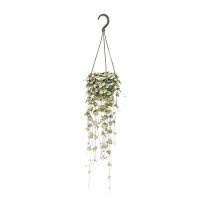Ceropegia Woodii – String of Hearts Hanging Plant Ø14 cm ↕50 cm