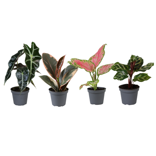 Baby Plants Surprise Box – x4 – Ø6cm ↕12cm | Mix, Easy Care
