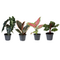 Baby Plants Surprise Box – x4 – Ø6cm ↕12cm | Mix, Easy Care