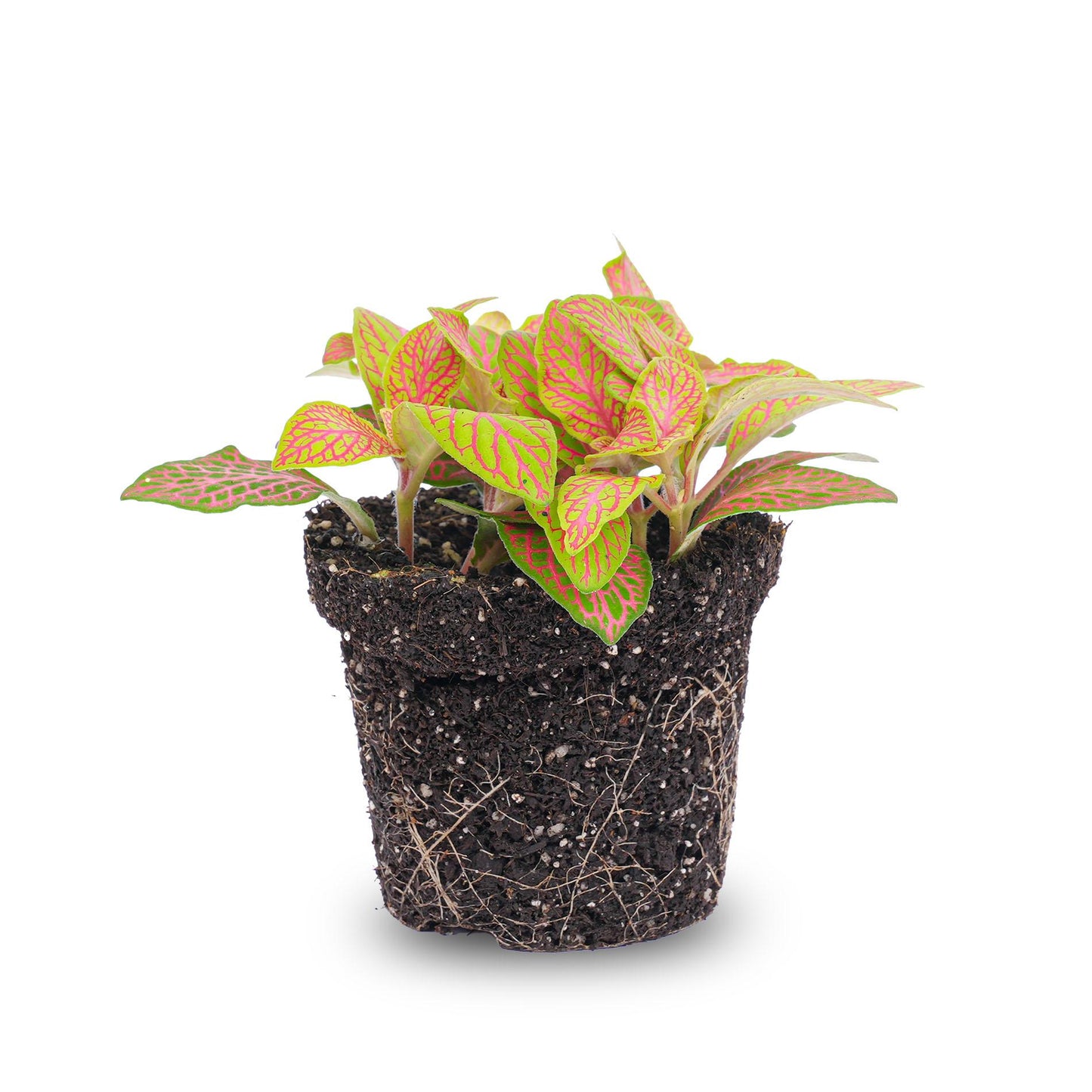 Fittonia Orange-Pink 'Ruby Lime' – Terrarium Plant – Pot Size 8 | The Color Corrector – Easy Care