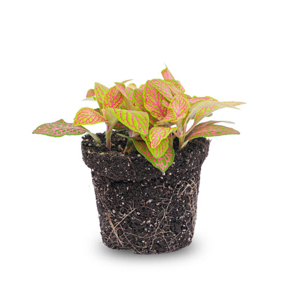 Fittonia Orange-Pink 'Ruby Lime' – Terrarium Plant – Pot Size 8 | The Color Corrector – Easy Care