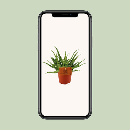 Aloe Spider – Ø10.5cm ↕15cm | Easy maintenance