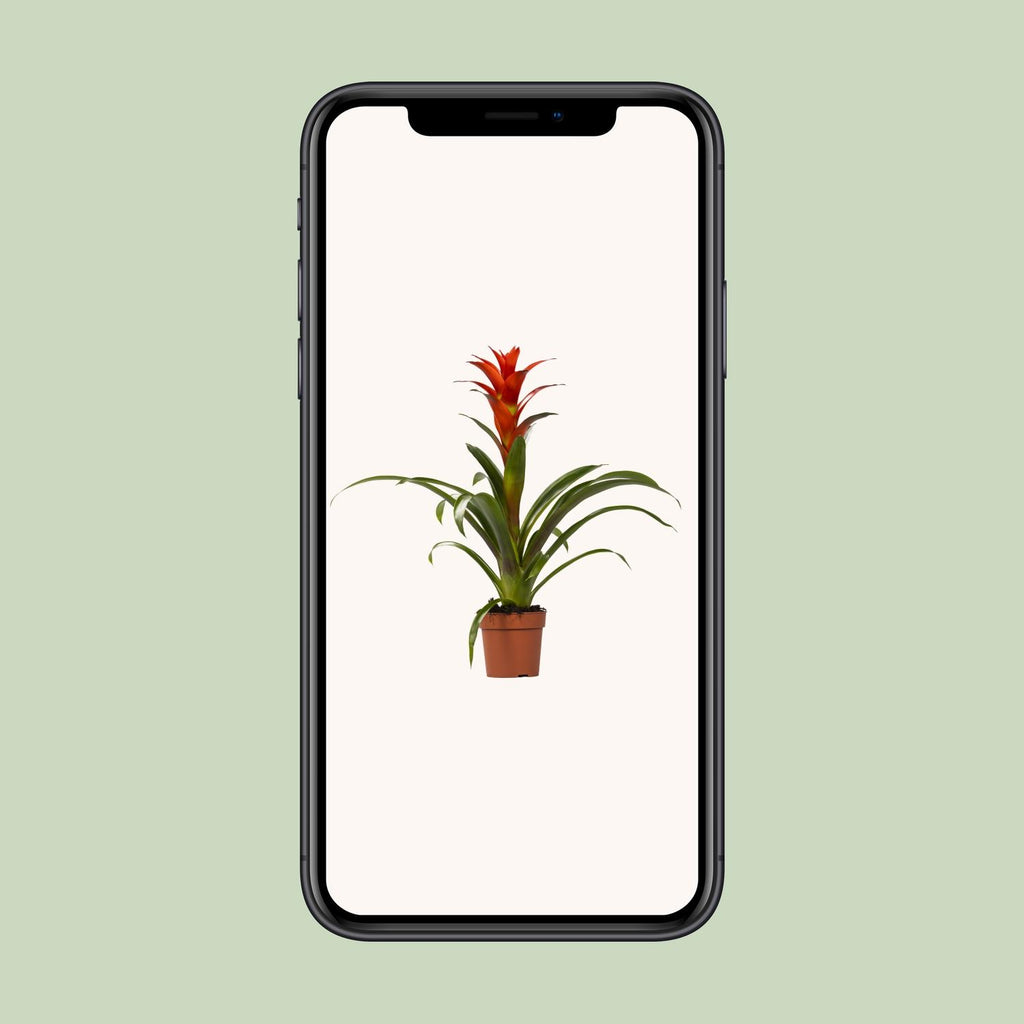 Guzmania Ostara – Ø12cm ↕45cm | Easy maintenance