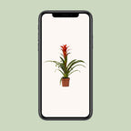 Guzmania Ostara – Ø12cm ↕45cm | Easy maintenance