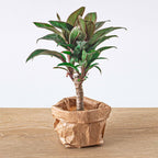 Mini palm – Cordyline fruticosa 'Purple Compacta' – Terrarium plant – Pot size 6 | The purple pop in pocket size – Average maintenance