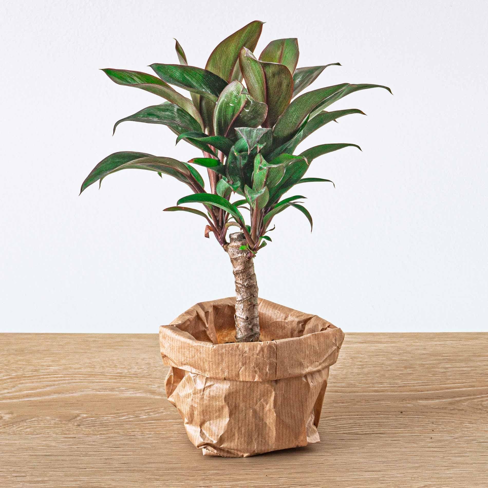 Mini palm – Cordyline fruticosa 'Purple Compacta' – Terrarium plant – Pot size 6 | The purple pop in pocket size – Average maintenance