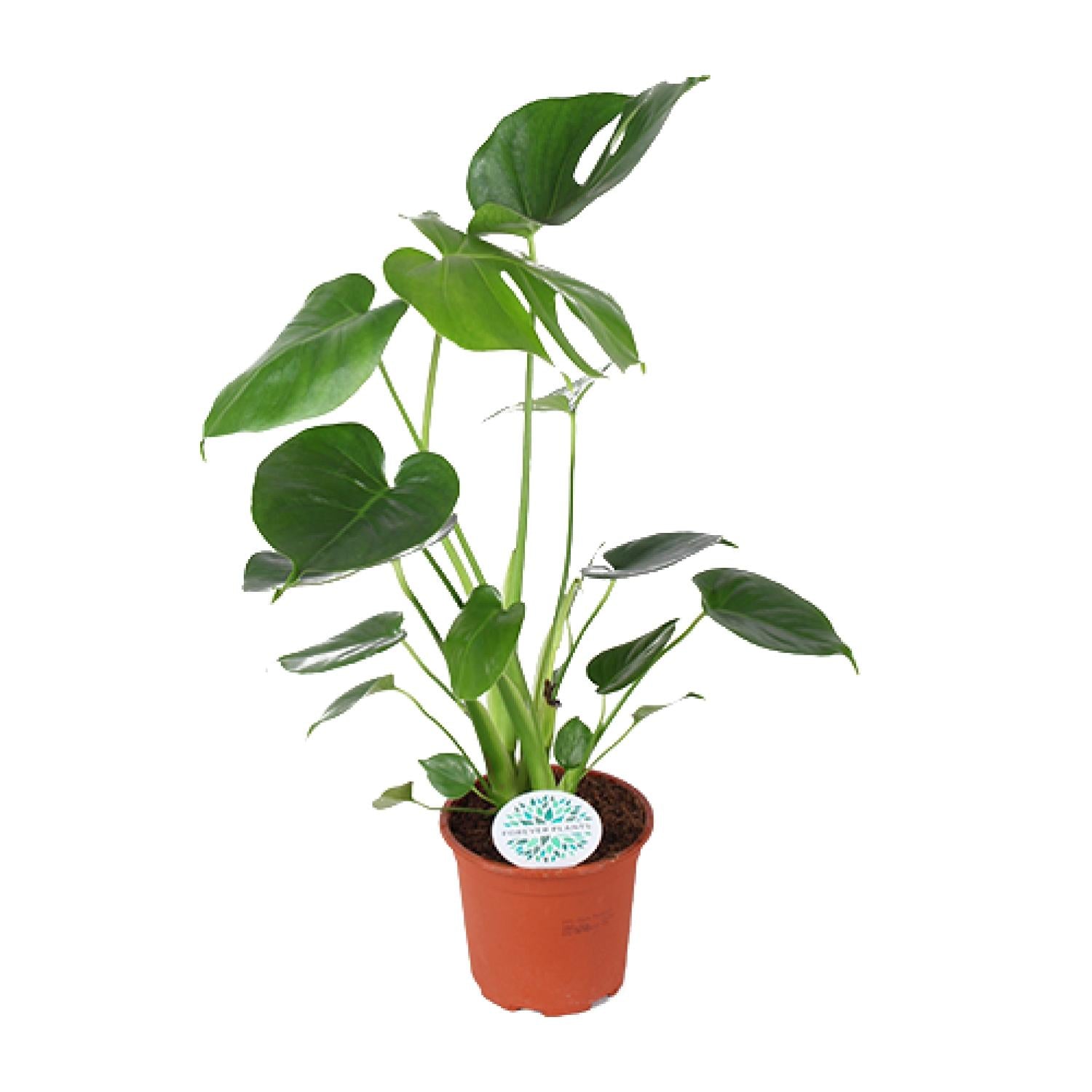 Monstera Deliciosa – Ø14cm ↕45cm | The Swiss Cheese Plant Icon – Easy Care