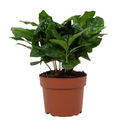 Coffea arabica 12cm – Ø12cm ↕22cm | Average maintenance