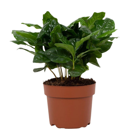 Coffea arabica 12cm – Ø12cm ↕22cm | Average maintenance
