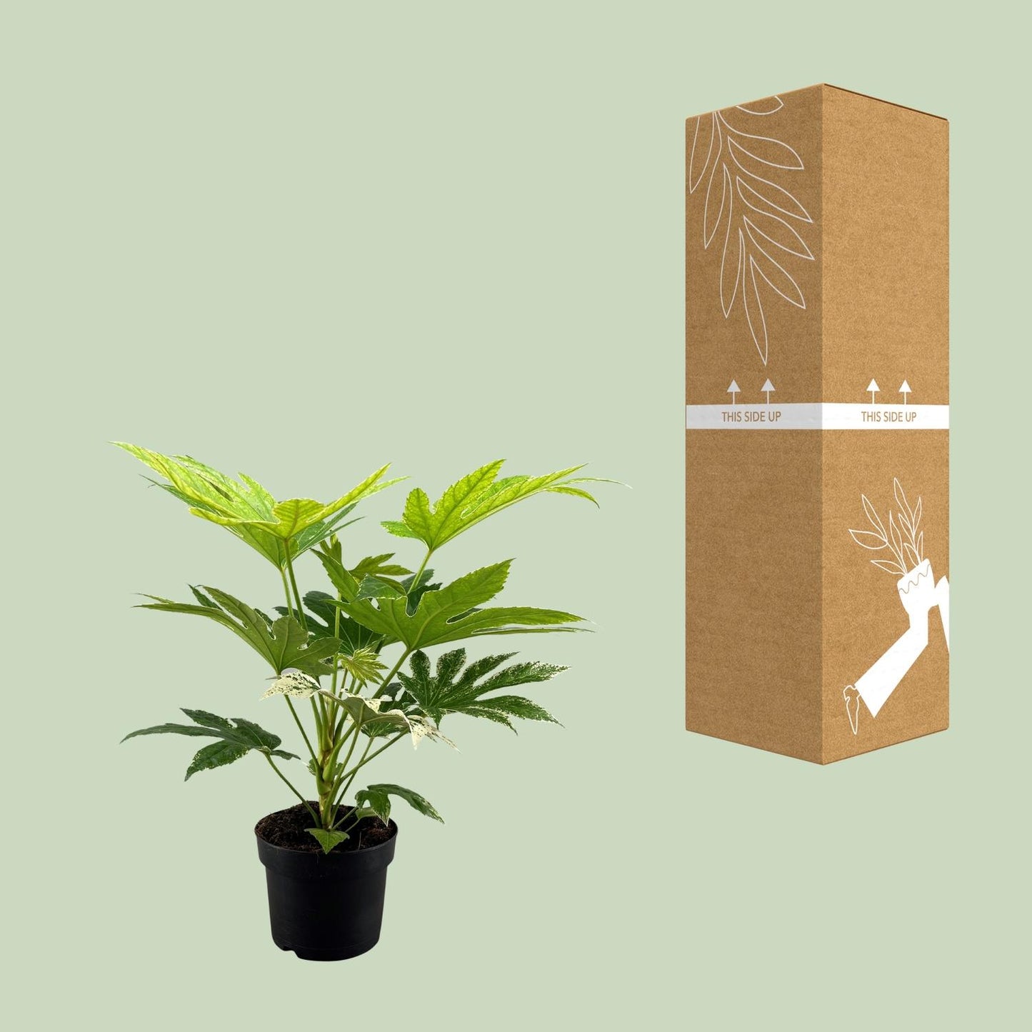 Fatsia Japonica Spider Web – Ø17cm ↕50cm | The web designer of your living room – Easy maintenance