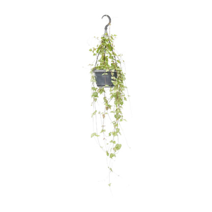 Ceropegia Linearis 'Iris' – Heart Plant Hanging Plant Ø14 cm ↕38 cm