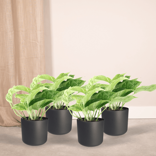 Epipremnum Marble Queen – Set of 4 – Ø12 cm – ↕15 cm