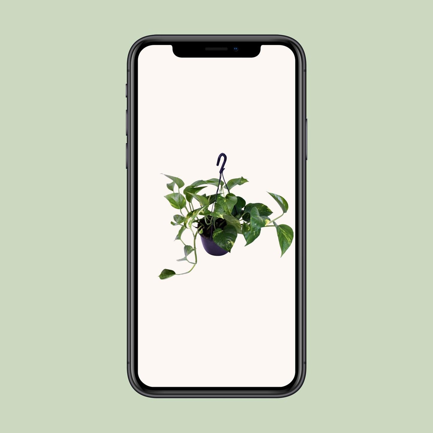 Epipremnum Aureum – Scindapsus Houseplant Ø15 cm ↕30 cm