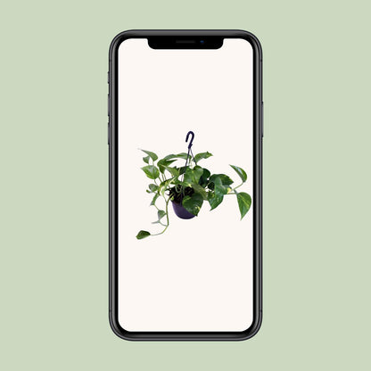 Epipremnum Aureum – Scindapsus Houseplant Ø15 cm ↕30 cm