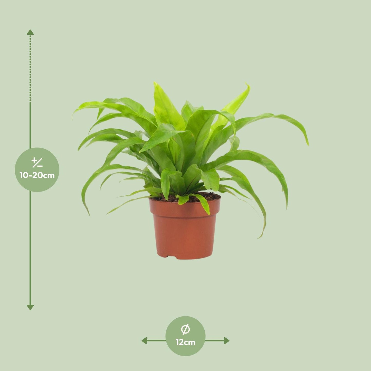 Asplenium antiquum – Ø12cm ↕19cm | Average maintenance