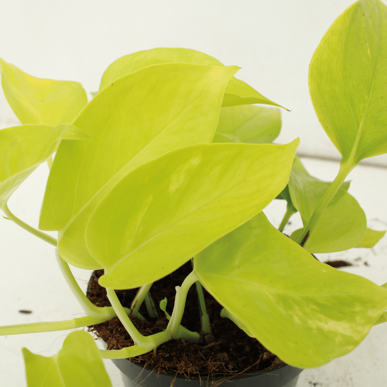 Epipremnum Golden Pothos – 4 pieces – Ø12cm ↕15cm | Easy maintenance