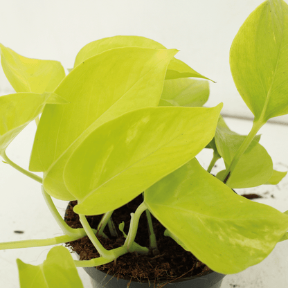 Epipremnum Golden Pothos – 4 pieces – Ø12cm ↕15cm | Easy maintenance