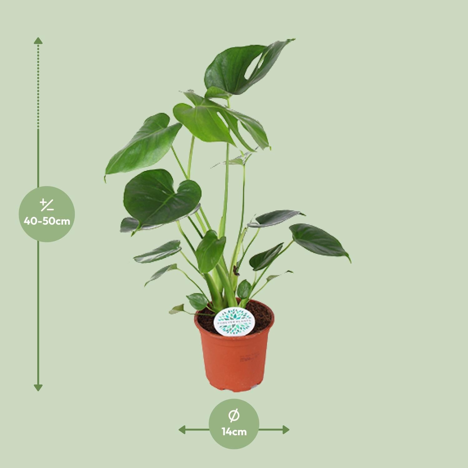 Monstera Deliciosa – Ø14cm ↕45cm | The Swiss Cheese Plant Icon – Easy Care