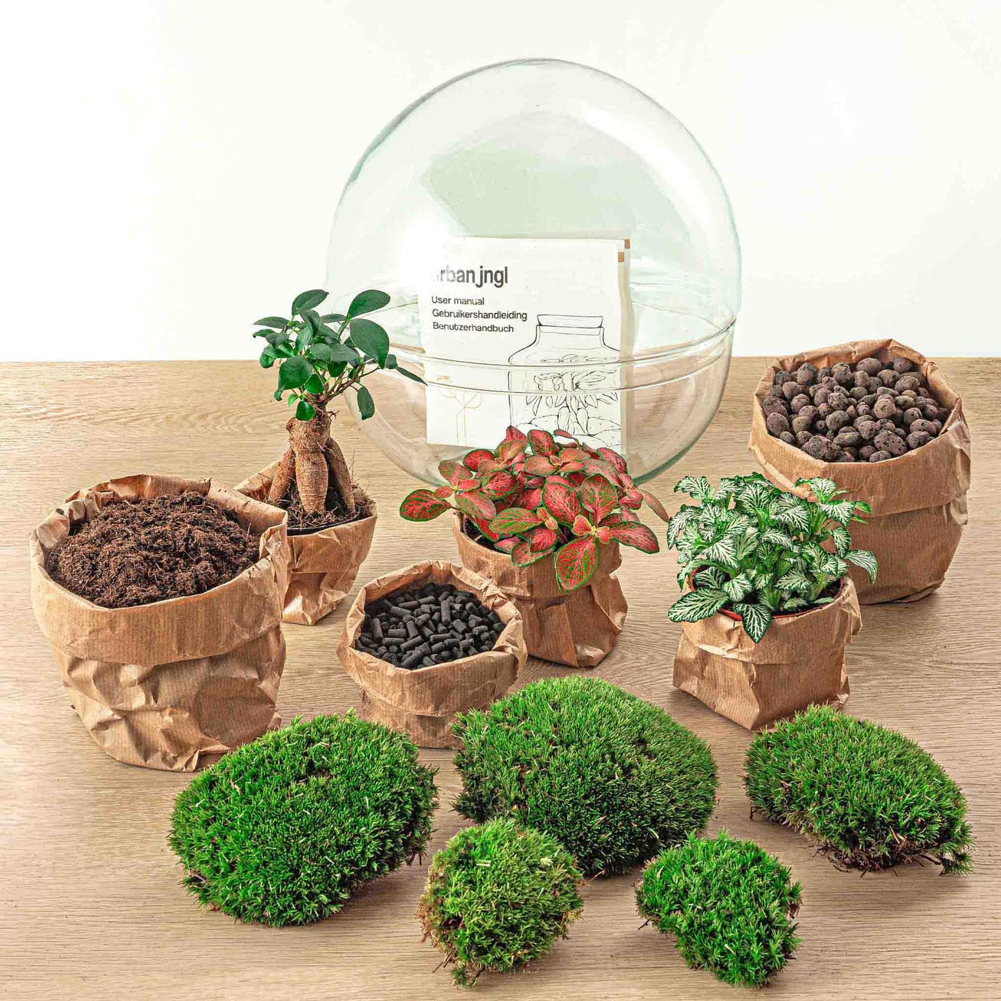 🌿🛠️ DIY Terrarium Dome XL – Ficus Ginseng Bonsai – 28 cm – Complete with rake, shovel, tweezers &amp; scissors