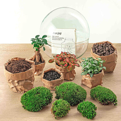 🌿🛠️ DIY Terrarium Dome XL – Ficus Ginseng Bonsai – 28 cm – Complete with rake, shovel, tweezers &amp; scissors
