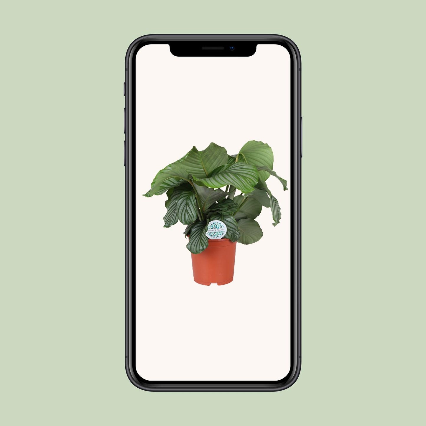 Calathea Orbifolia - Ø21cm - ↕70cm | The Zen Peacock Fan – Challenging Maintenance