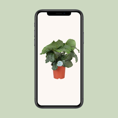 Calathea Orbifolia - Ø21cm - ↕70cm | The Zen Peacock Fan – Challenging Maintenance