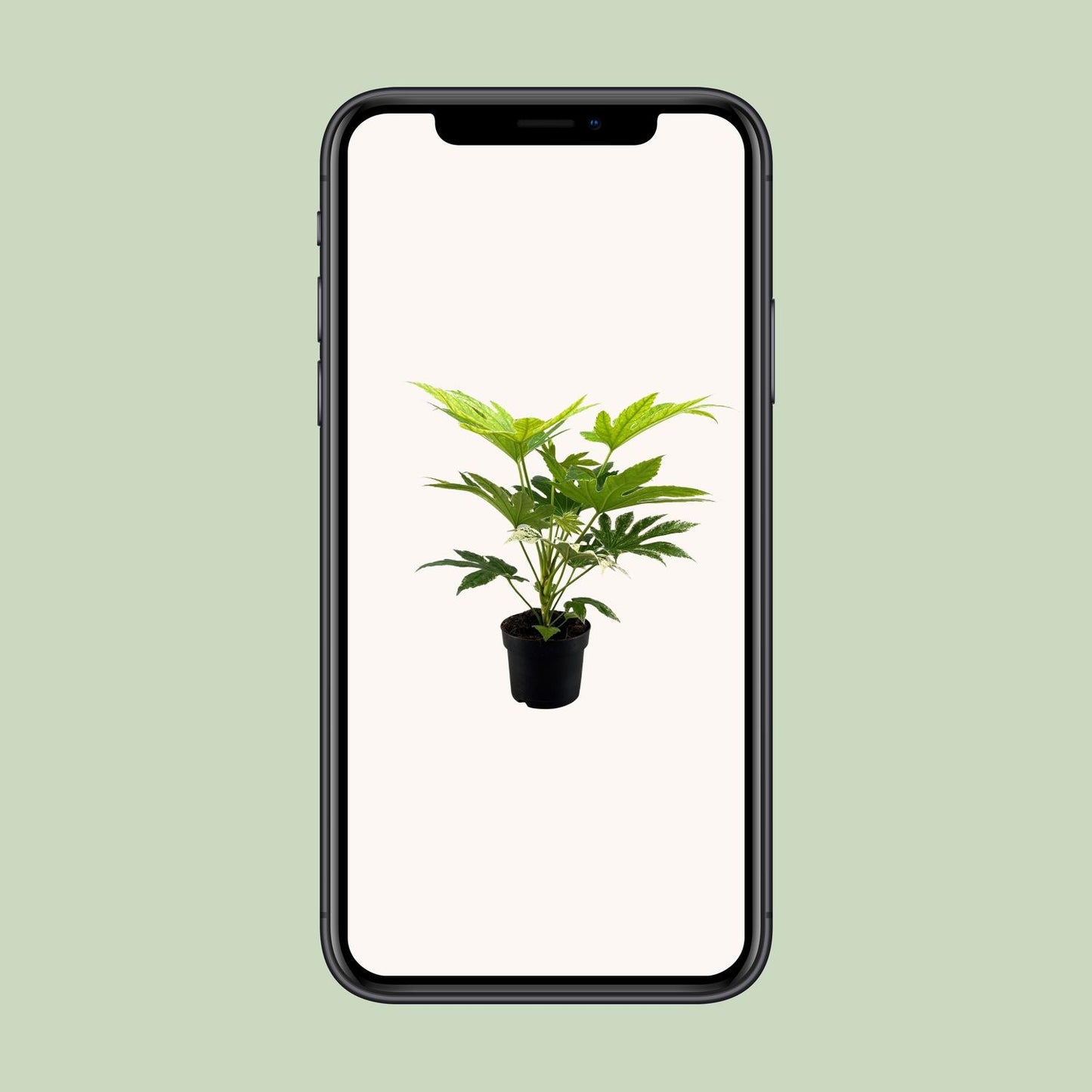 Fatsia Japonica Spider Web – Ø17cm ↕50cm | The web designer of your living room – Easy maintenance