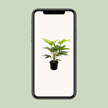 Fatsia Japonica Spider Web – Ø17cm ↕50cm | The web designer of your living room – Easy maintenance