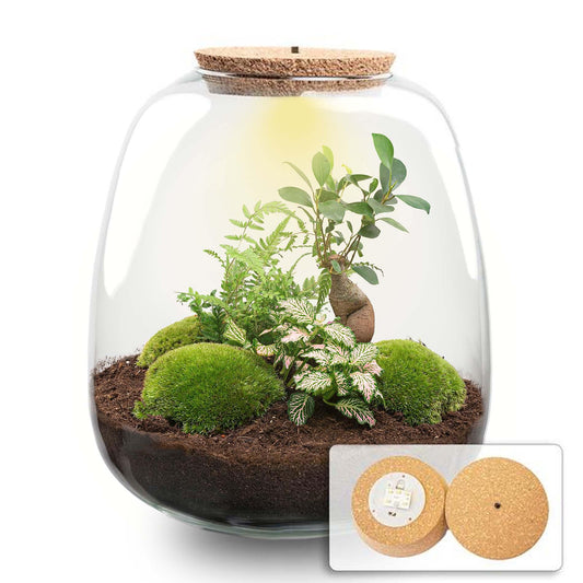 DIY Plant Terrarium Emma – Bonsai Pink + LED – Closed Ecosystem 25x23 cm