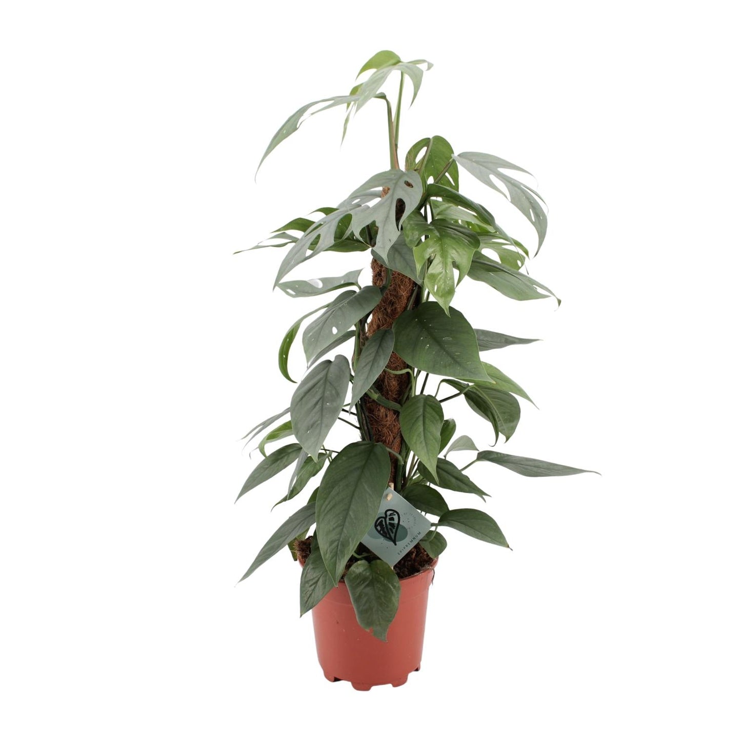 Epipremnum pinnatum 'Cebu Blue' - Ø17cm - ↕60cm | The steel-blue garland – Easy to maintain