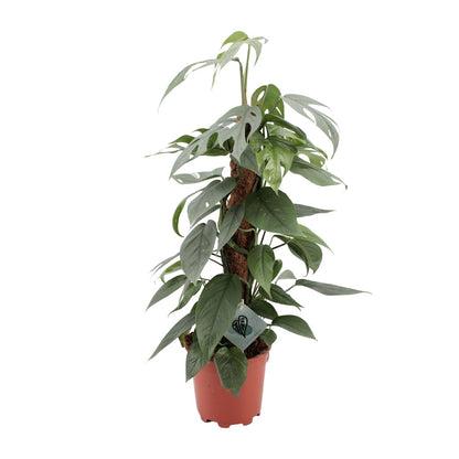 Epipremnum pinnatum 'Cebu Blue' - Ø17cm - ↕60cm | The steel-blue garland – Easy to maintain