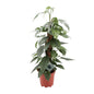 Epipremnum pinnatum 'Cebu Blue' - Ø17cm - ↕60cm | The steel-blue garland – Easy to maintain