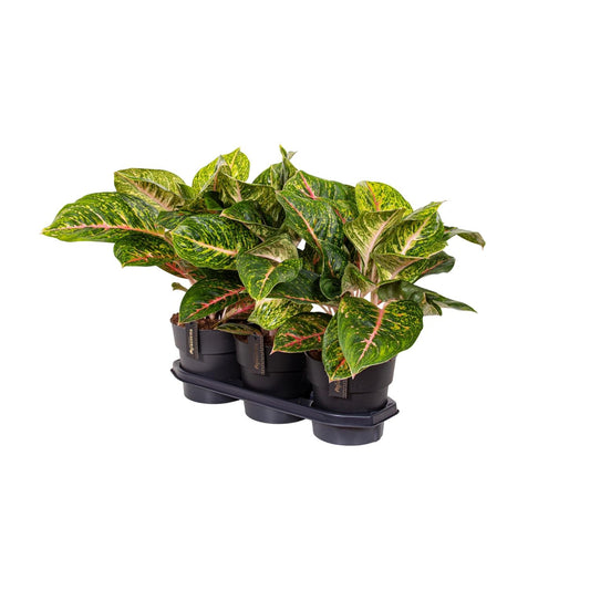 Aglaonema 'Spring Red' – Ø19cm ↕60cm | Blush &amp; glow – Easy maintenance