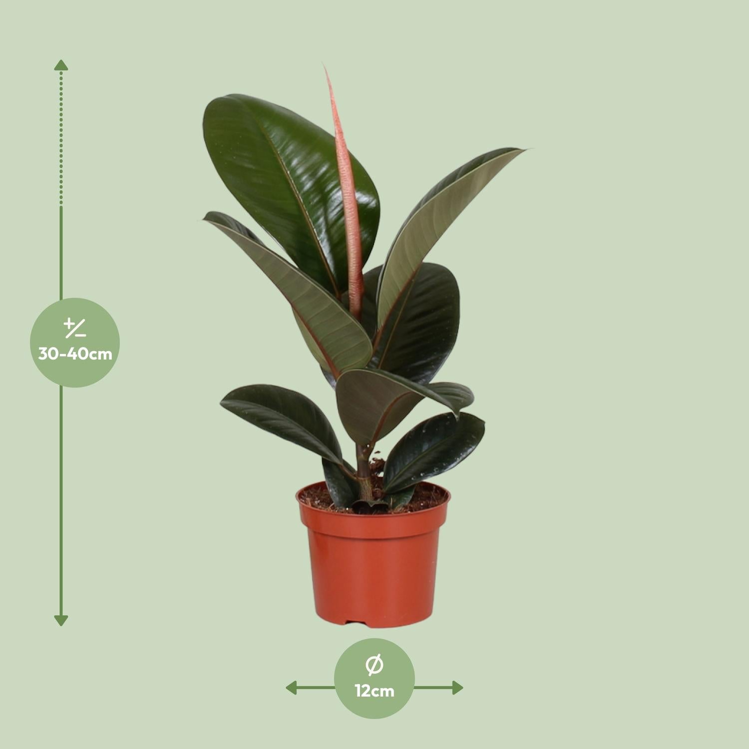 Ficus Elastica Robusta (Rubberplant) – Ø12cm ↕35cm | Makkelijk onderhoud