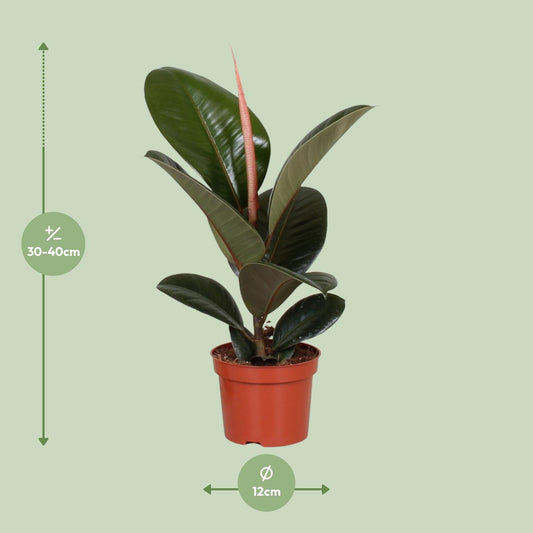 Ficus Elastica Robusta (Rubber Plant) – Ø12cm ↕35cm | Easy maintenance