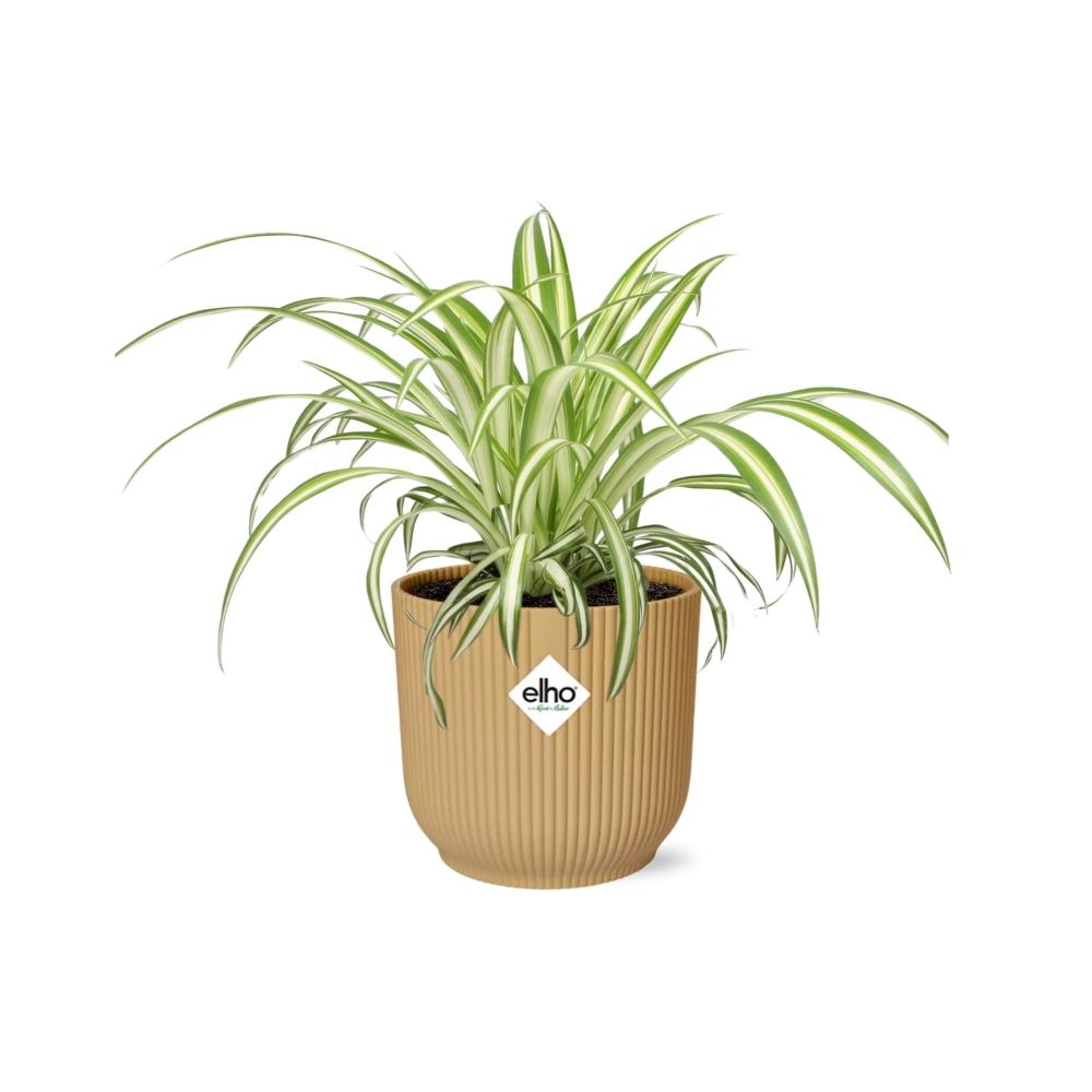 Chlorophytum Comosum Variegatum in ELHO Vibes Fold 14 cm yellow