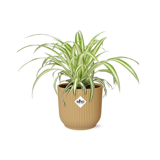 Chlorophytum Comosum Variegatum in ELHO Vibes Fold 14 cm yellow