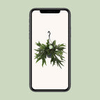 Platycerium Bifurcatum (Staghorn Fern) – Ø21cm ↕50cm | Average maintenance