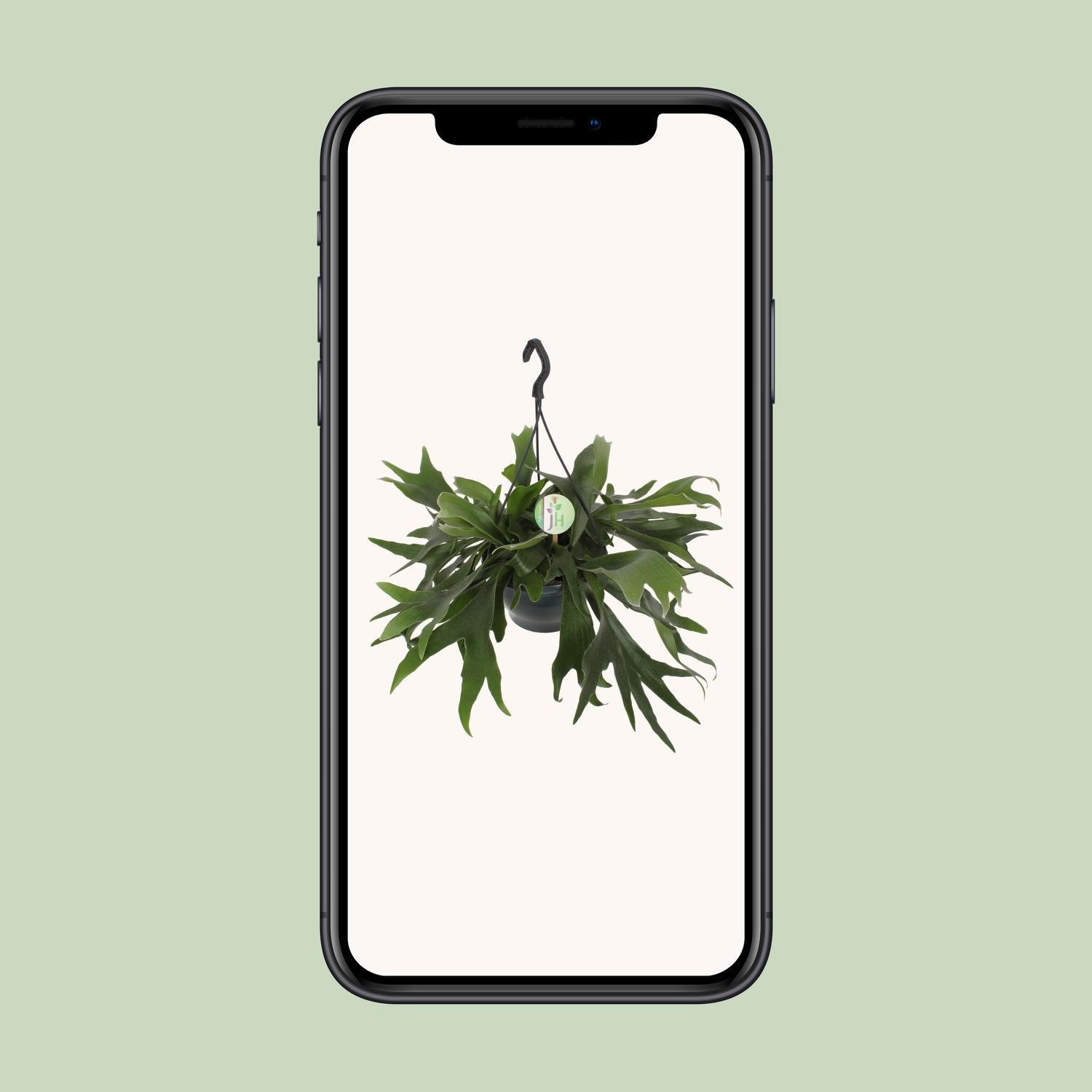 Platycerium Bifurcatum (Staghorn Fern) – Ø21cm ↕50cm | Average maintenance