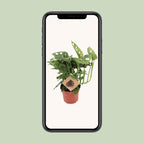 Monstera Monkey Leaf – Ø12 cm – ↕30 cm