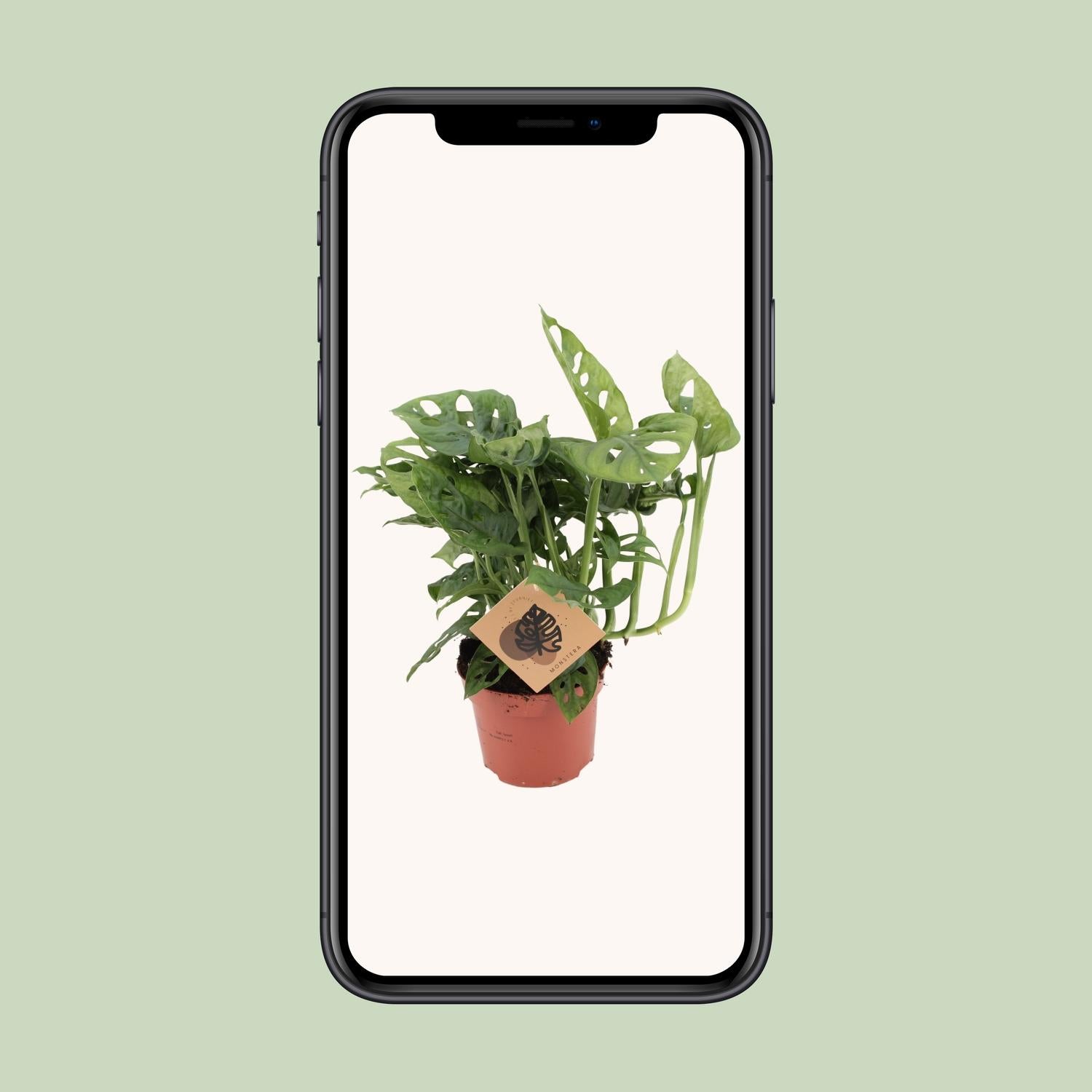 Monstera Monkey Leaf – Ø12 cm – ↕30 cm