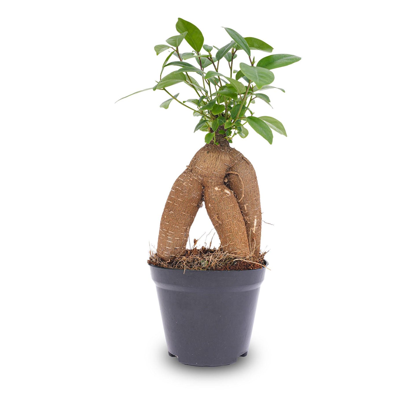 Ficus microcarpa Ginseng bonsai – Pot size 9 | The desk Zen master – Average maintenance