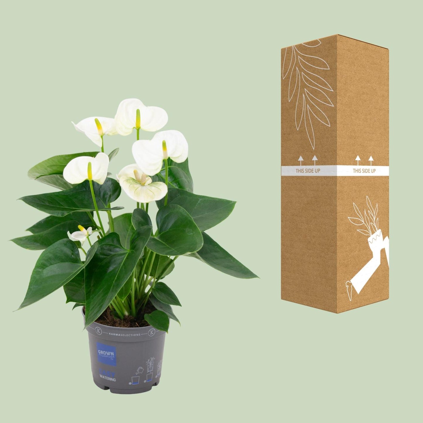 Anthurium White – Ø12 cm – ↕43 cm
