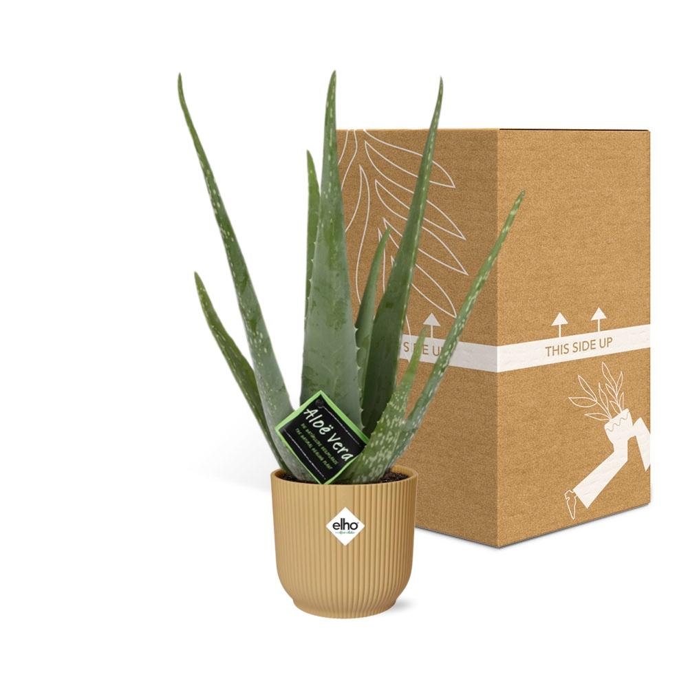 Aloe Vera 12cm in ELHO Vibes Fold 14cm yellow | The down-to-earth nurse – Easy maintenance